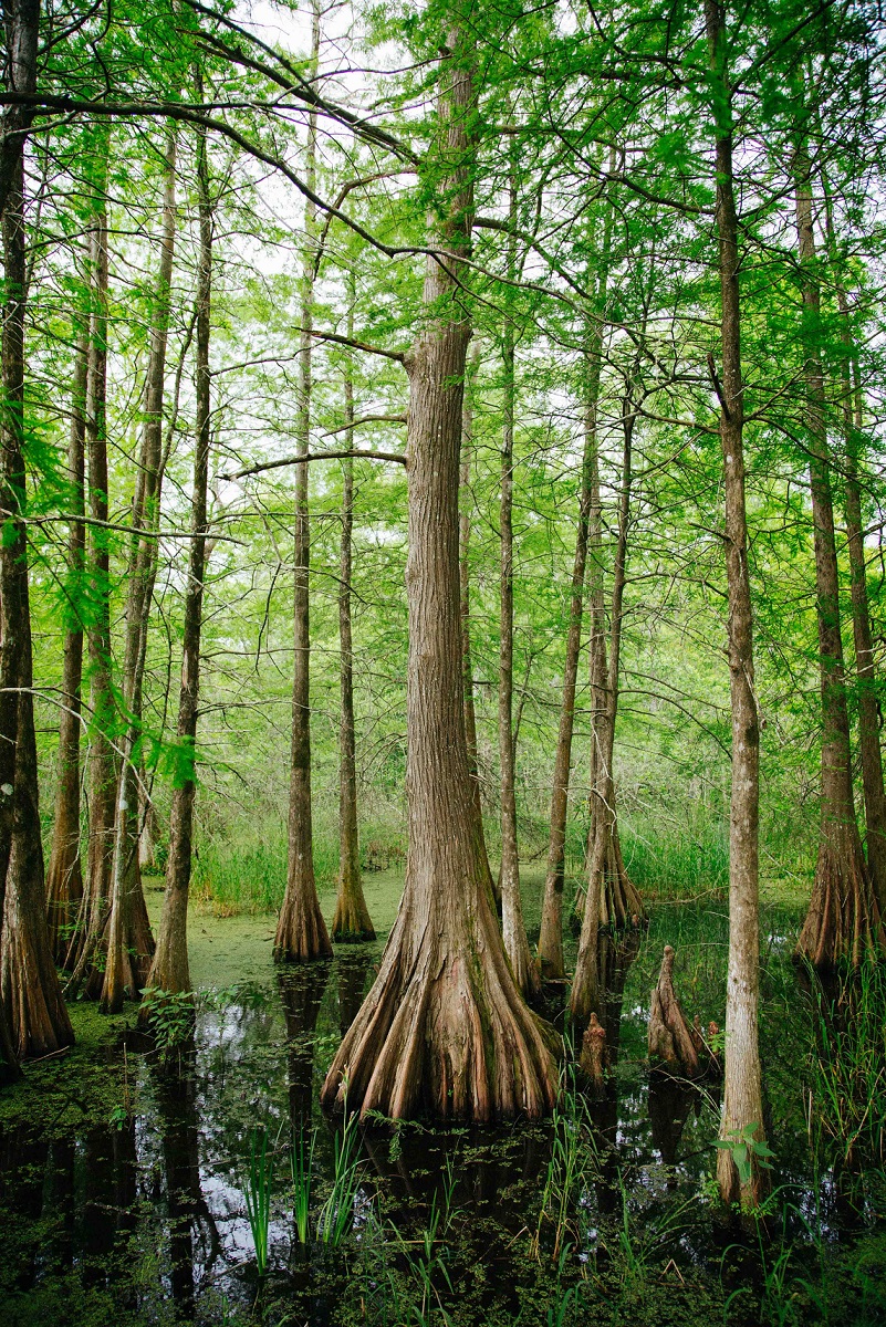 Trees in a Swamp